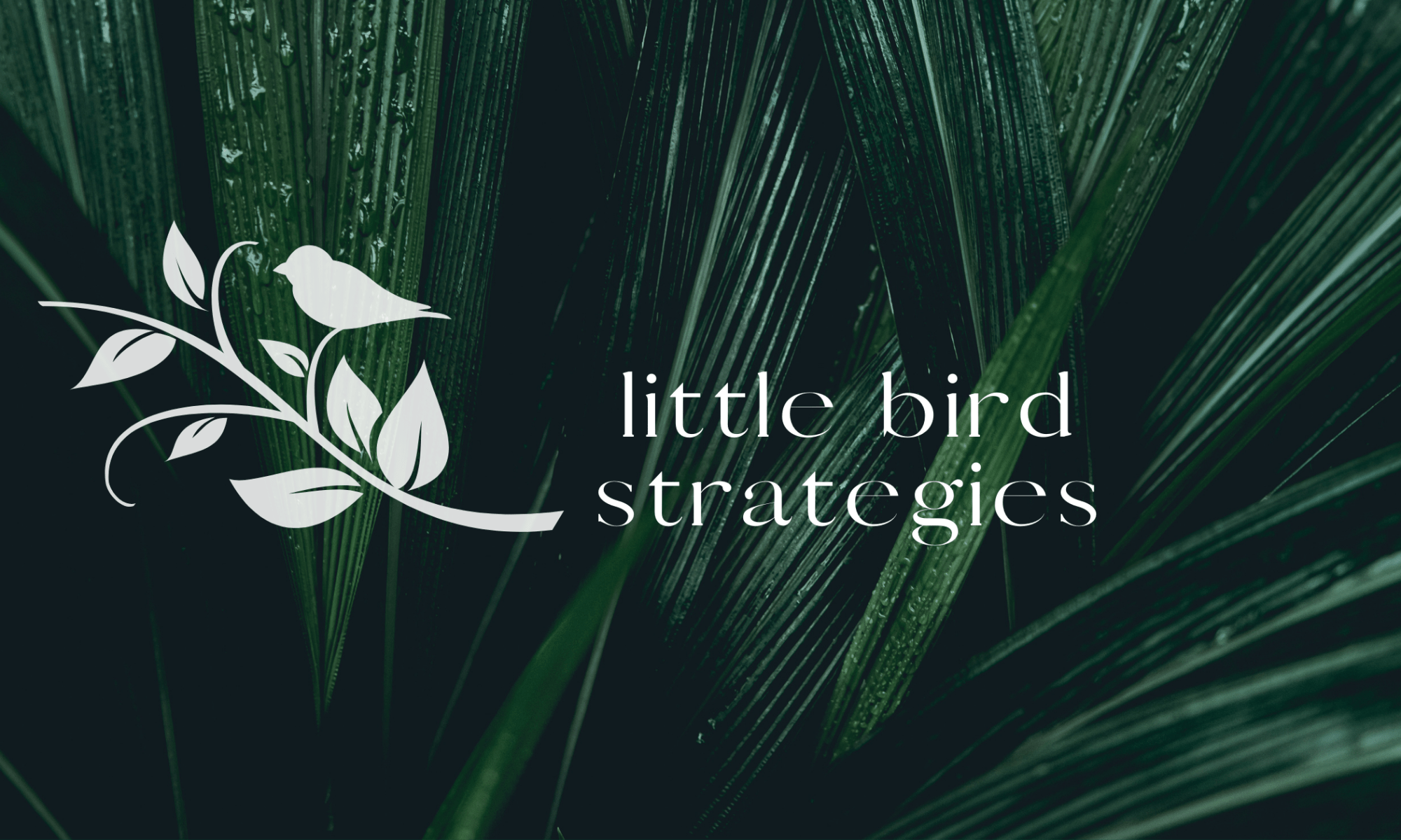 little bird strategies